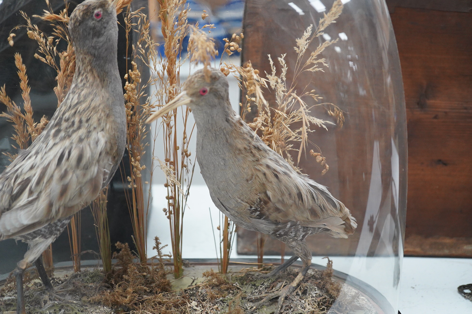 A pair of taxidermic birds, possibly a species of sandpiper, under a glass dome, plinth 37cm wide
